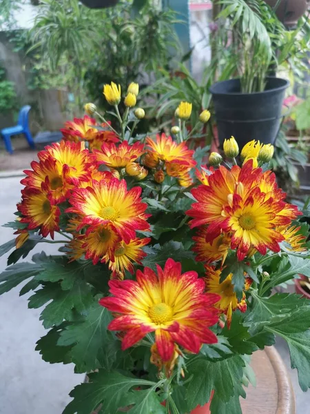 Pétalos Rojos Amarillos Dendranthema Grandiflorum Flor —  Fotos de Stock