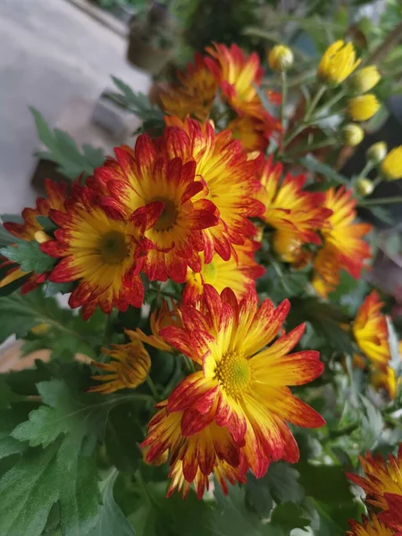 Pétalos Rojos Amarillos Dendranthema Grandiflorum Flor —  Fotos de Stock