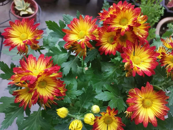 Kırmızı Sarı Yapraklar Dendranthema Grandiflorum Çiçeği — Stok fotoğraf
