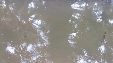 Kirli tebeşir suyunun yüzeyinde su böcekleri..