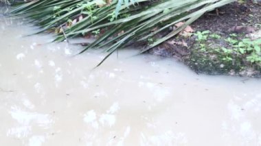 Kirli tebeşir suyunun yüzeyinde su böcekleri..