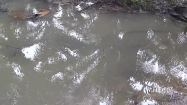 Kirli tebeşir suyunun yüzeyinde su böcekleri..