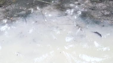 Kirli tebeşir suyunun yüzeyinde su böcekleri..