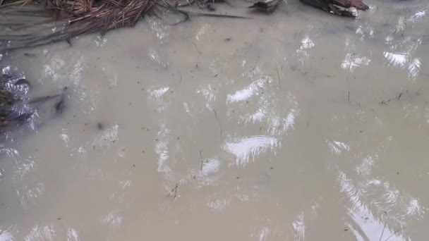 Insectos Del Waterstrider Superficie Del Agua Tiza Sucia — Vídeo de stock