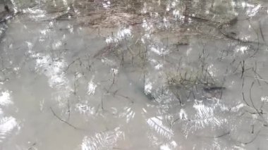 Kirli tebeşir suyunun yüzeyinde su böcekleri..