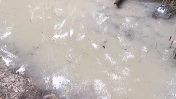 Vattenstrider Insekter Ytan Smutsigt Kritaktigt Vatten — Stockvideo