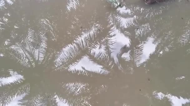 污浊的粉刷水表面上的挑水昆虫 — 图库视频影像