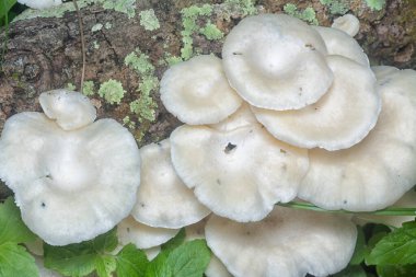 Çürüyen daldan çıkan yenilemez beyaz ahşap mantarlar. 