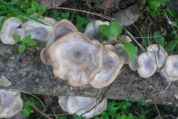 Inedible Wild White Wood Mushrooms Sprouting Decay Branch — Stock Photo, Image