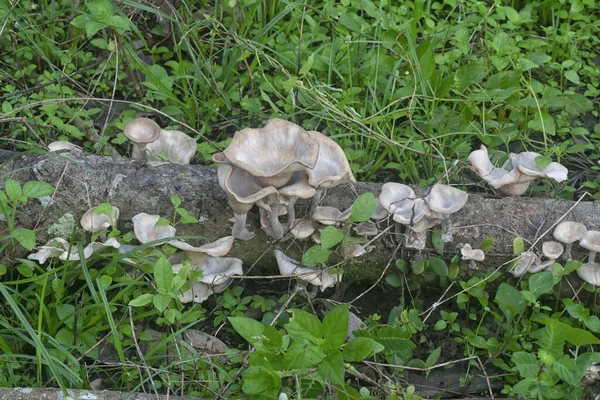 Inedible Wild White Wood Mushrooms Sprouting Decay Branch — Stock Photo, Image