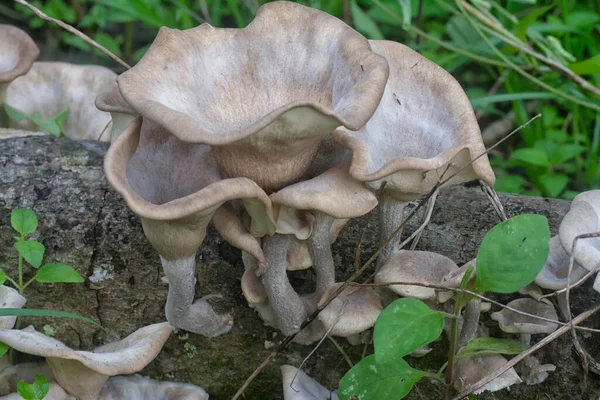 Niet Eetbare Wilde Witte Hout Paddenstoelen Ontspruiten Uit Het Verval — Stockfoto