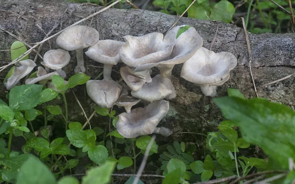 Hongos Silvestres Comestibles Madera Blanca Que Brotan Rama Descomposición —  Fotos de Stock