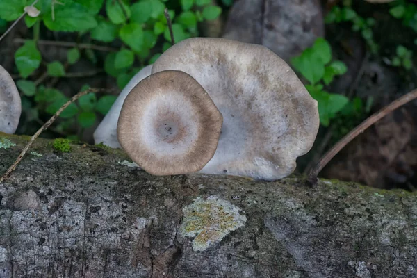 Inedible Wild White Wood Mushrooms Sprouting Decay Branch — Stock Photo, Image