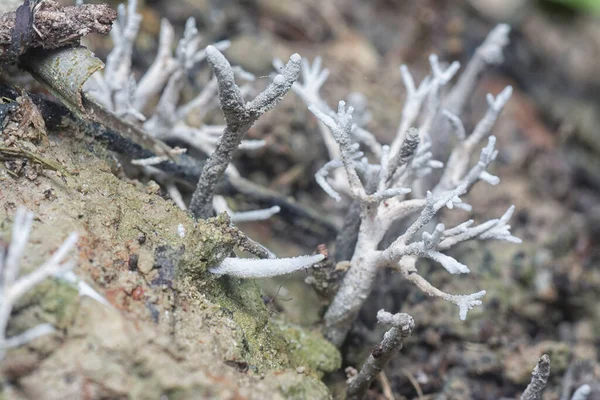 Yenilemez beyaz Mycorrhizal mantarları topraktan filizleniyor.