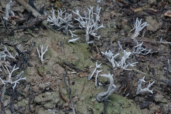 Yenilemez Beyaz Mycorrhizal Mantarları Topraktan Filizleniyor — Stok fotoğraf