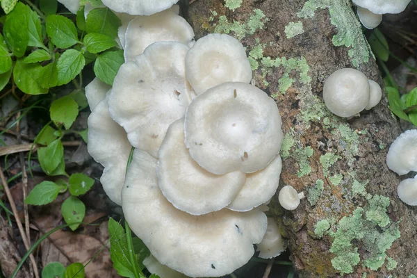 Ungenießbare Wilde Weiße Holzpilze Die Aus Dem Verwesungszweig Sprießen — Stockfoto