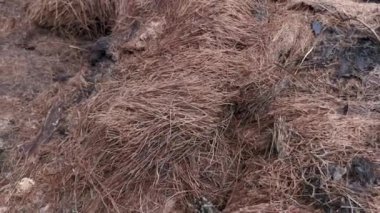 Hurma ağacının gövdesinde çürüme var. 