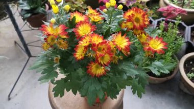 kırmızı sarı yapraklar dendranthema grandiflorum çiçeği