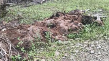 Hurma ağacının gövdesinde çürüme var. 