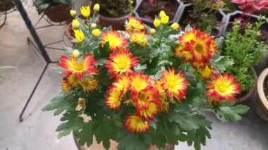kırmızı sarı yapraklar dendranthema grandiflorum çiçeği