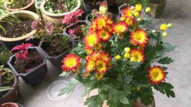 kırmızı sarı yapraklar dendranthema grandiflorum çiçeği