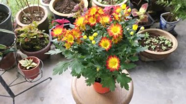 kırmızı sarı yapraklar dendranthema grandiflorum çiçeği