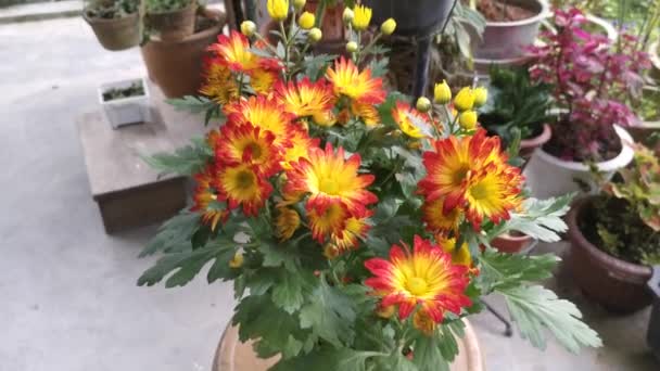Pétalas Amarelas Vermelhas Dendranthema Grandiflorum Flor — Vídeo de Stock