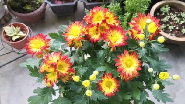 Pétales Jaunes Rouges Dendranthema Grandiflorum Fleur — Video