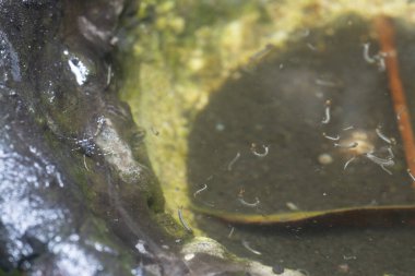 kauçuk ağacı kasesi suyla doluyor sivrisinekler için üreme alanı..