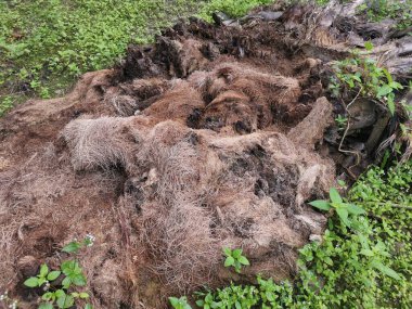 Hurma ağacının kütüğü, yere saçılmış..