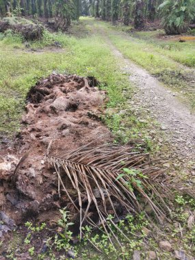 Hurma ağacının kütüğü, yere saçılmış..