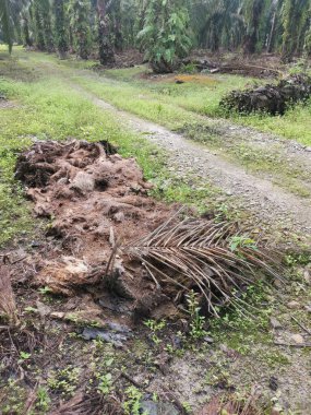 Hurma ağacının kütüğü, yere saçılmış..