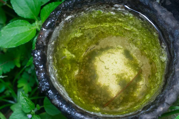 Ciotola Albero Gomma Riempie Acqua Terreno Fertile Zanzare — Foto Stock