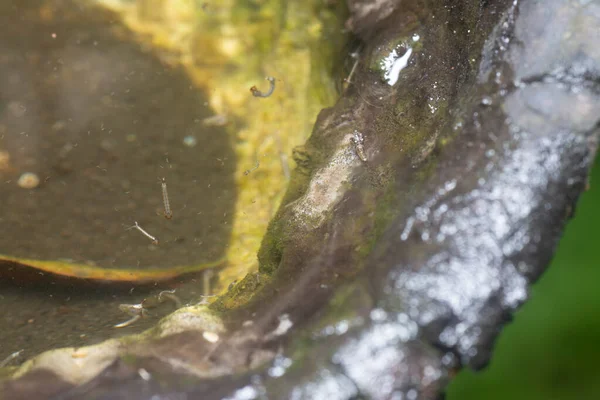 Ciotola Albero Gomma Riempie Acqua Terreno Fertile Zanzare — Foto Stock