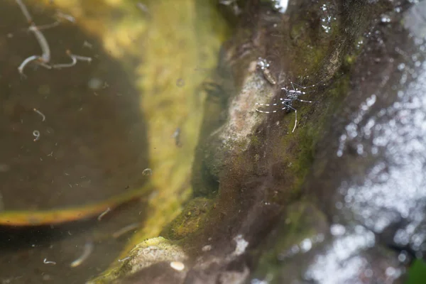 ゴム製の木の鉢に蚊の繁殖地の水が満ちています — ストック写真