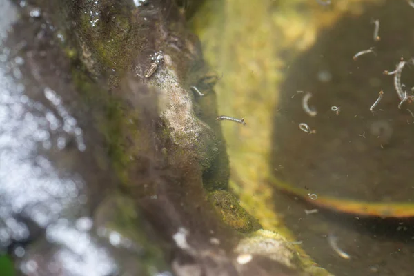 Ciotola Albero Gomma Riempie Acqua Terreno Fertile Zanzare — Foto Stock