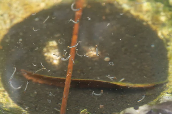 橡胶树碗灌满了水 成了蚊子滋生的地方 — 图库照片