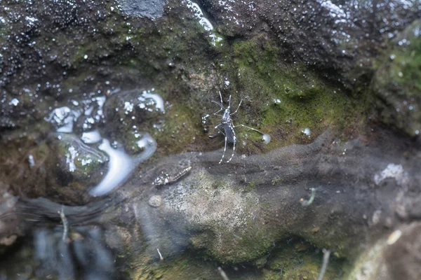 Gumová Mísa Naplní Vodou Živnou Půdu Pro Komáry — Stock fotografie