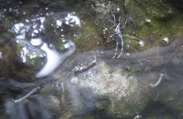 Ciotola Albero Gomma Riempie Acqua Terreno Fertile Zanzare — Foto Stock