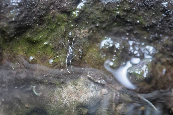 ゴム製の木の鉢に蚊の繁殖地の水が満ちています — ストック写真