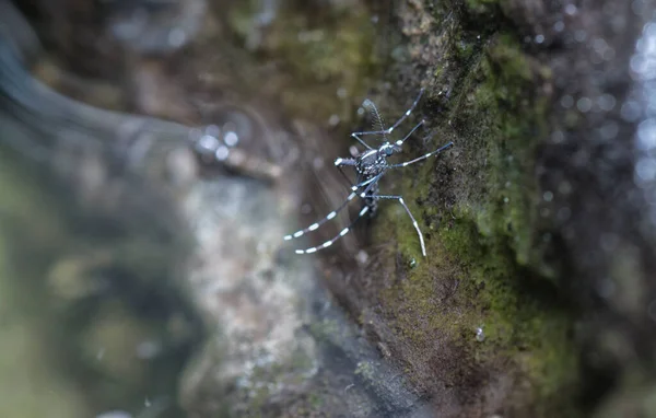 Rubber Tree Bowl Fills Water Breeding Ground Mosquito — Stock Photo, Image