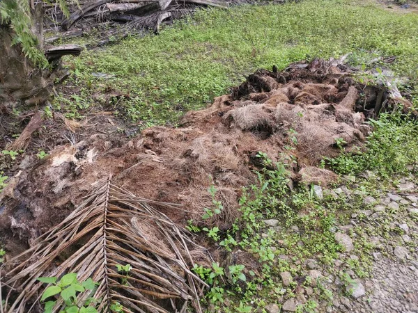 fibre decay of the palm oil tree trunk laying on the ground.