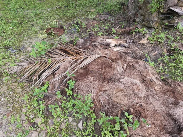 Розпад Волокна Стовбура Пальмового Масла Лежить Землі — стокове фото