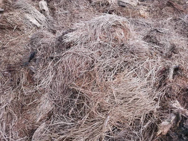 Fibre Decay Palm Oil Tree Trunk Laying Ground — Stock Photo, Image