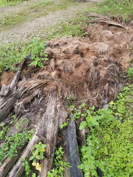 铺在地上的棕榈油树干纤维腐烂 — 图库照片