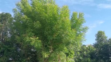 Güzel mavi gökyüzüne karşı uzun, yapraklı bir ağaç.