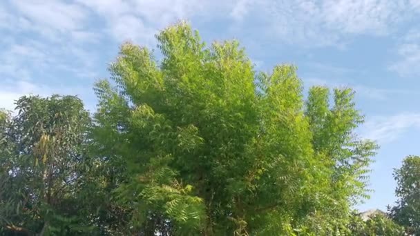 Ψηλό Δέντρο Neem Φυλλώδη Ενάντια Στο Όμορφο Γαλάζιο Ουρανό — Αρχείο Βίντεο