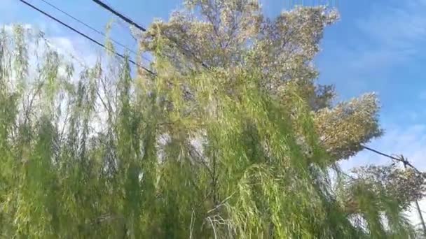 Salgueiro Chorando Folhosos Pelo Gramado Contra Céu Azul — Vídeo de Stock