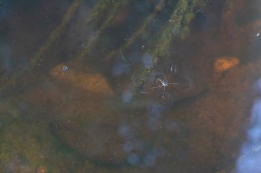 Su böcekleri su yüzeyinde..