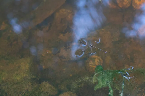 Vattenstrider Insekter Vattenytan — Stockfoto